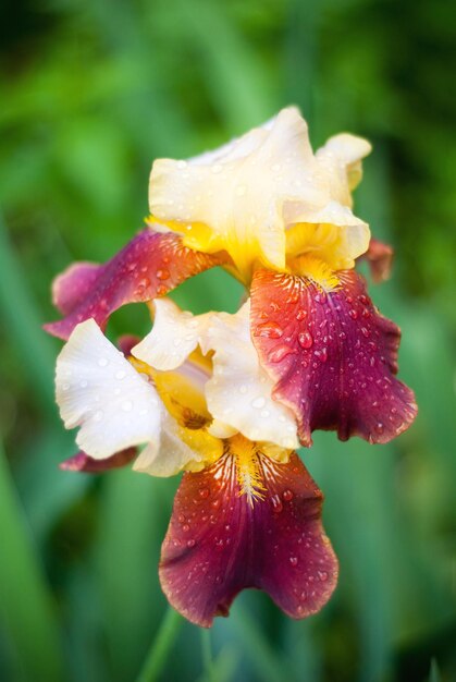 Linda flor com muitos pingos de chuva