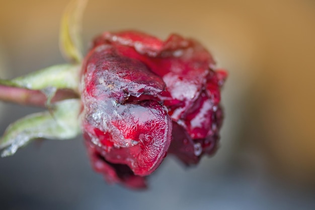 Linda flor congelada Rosa brilhante em rosa vermelha gelada e folhas congeladas