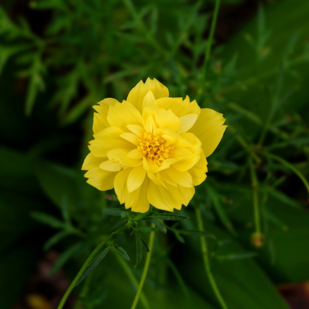 Linda flor cosmos sulphureus no jardim