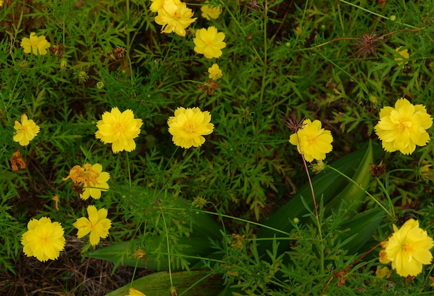 Linda flor cosmos sulphureus no jardim