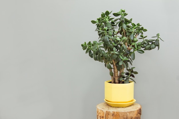 Linda flor crassula em um vaso amarelo em um pódio de madeira em uma parede cinza