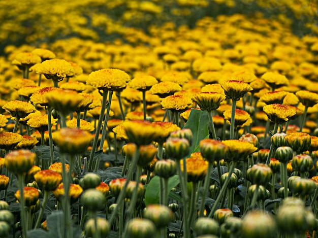 Foto linda flor crisântemo amarelo no jardim