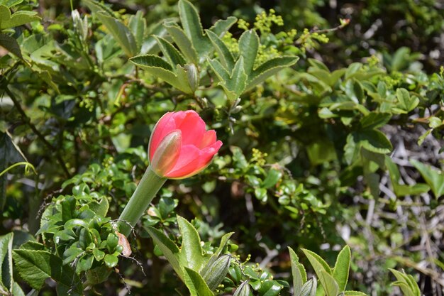 Linda flor da montanha no fundo da folhagem verde