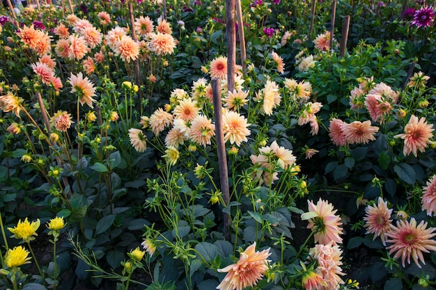 Linda flor Dália colorida desabrochando na árvore do jardim