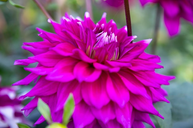 Linda flor Dália rosa desabrochando no foco aproximado da árvore do jardim