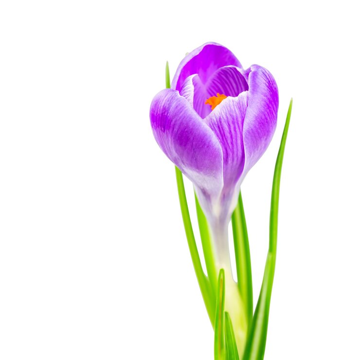 Foto linda flor de açafrão de primavera florescendo cor lilás