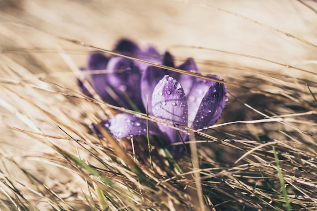 Linda flor de açafrão violeta crescendo na grama seca, o primeiro sinal da primavera. Fundo de Páscoa sazonal.