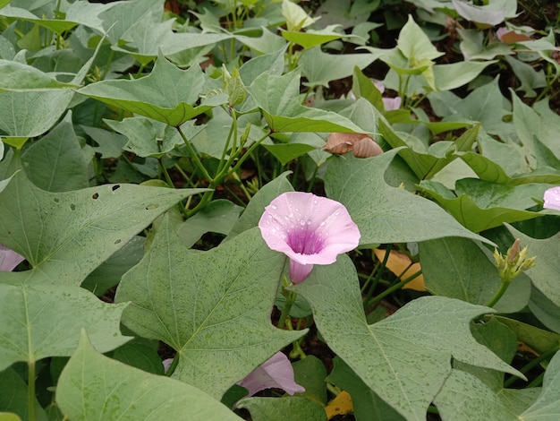 Foto linda flor de batata-doce roxa única entre folhas