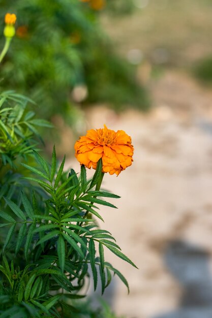 Foto linda flor de calêndula laranja floresceu no jardim close-up tiro