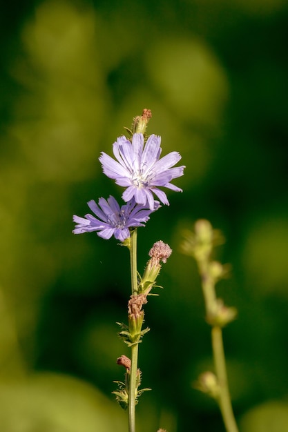 Linda flor de campo azul de chicória em um fieldxA