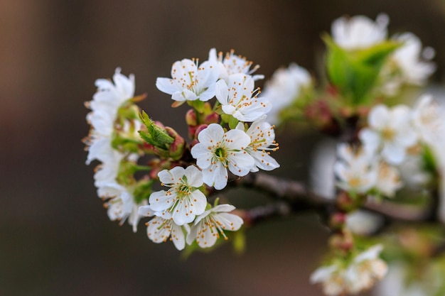 Linda flor de cerejeira de árvores frutíferas