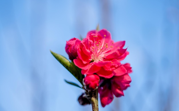 Linda flor de cerejeira durante a temporada de primavera em kathmandu Nepal