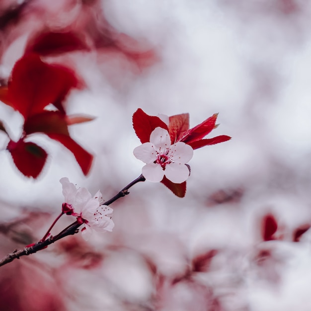 Linda flor de cerejeira na primavera flor de sakura