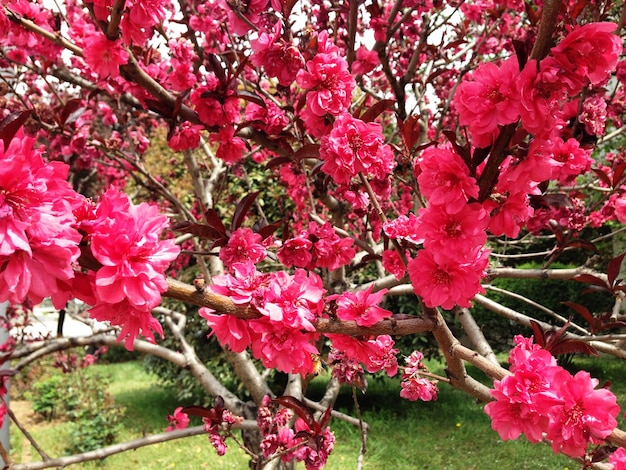 Linda flor de cerejeira rosa brilhante com foco seletivo e fundo desfocado suave. Sakura árvore em