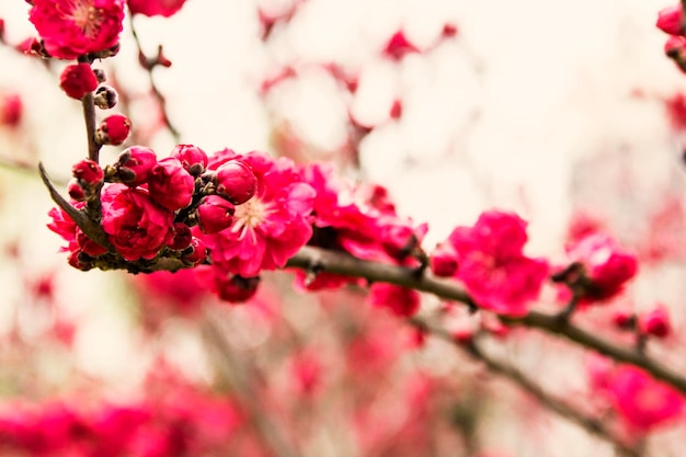 Linda flor de cerejeira rosa brilhante com foco seletivo e fundo desfocado suave. Sakura árvore em