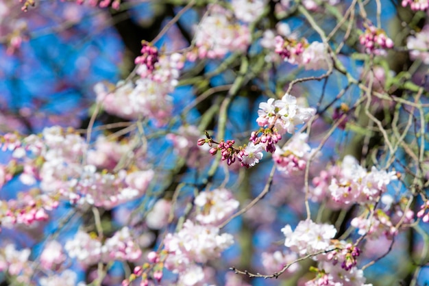 Linda flor de cerejeira sakura na primavera Amêndoa rosa flores