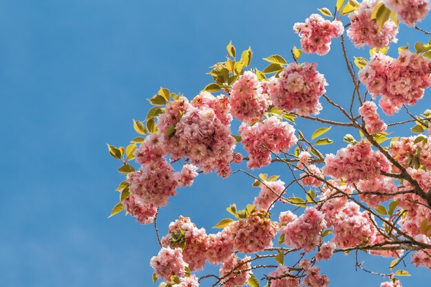 Linda flor de cerejeira sakura na primavera, céu azul.