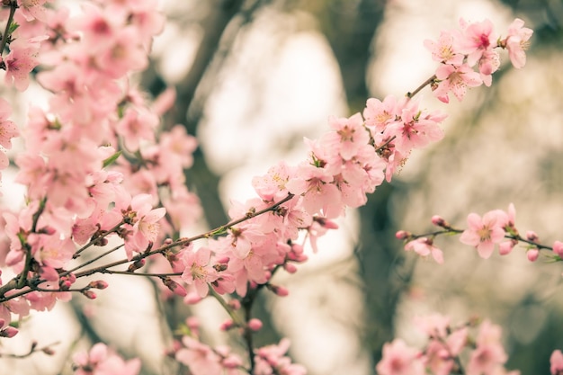 Foto linda flor de cerejeira sakura na primavera