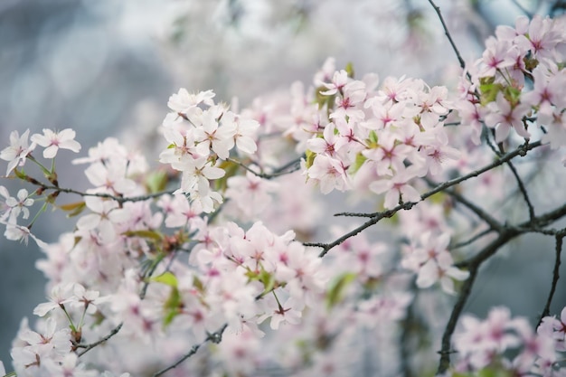 Foto linda flor de cerejeira sakura na primavera