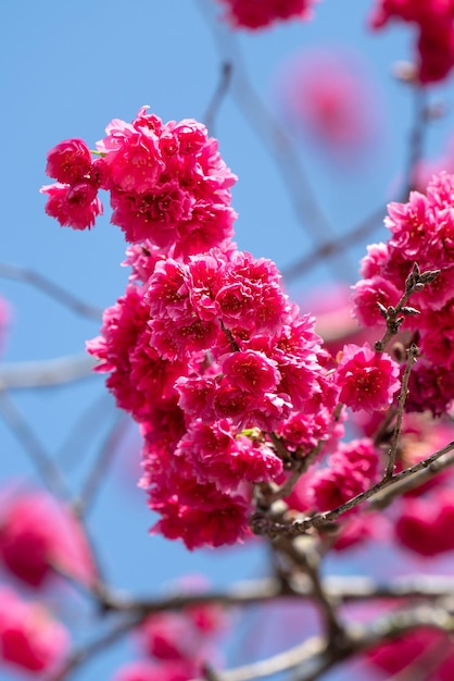 Foto linda flor de cerejeira yae sakura florescendo em taiwan