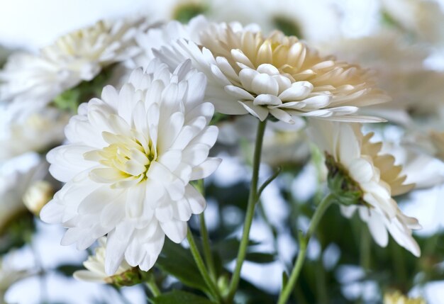 Linda flor de crisântemo branco (fundo vívido de outono)