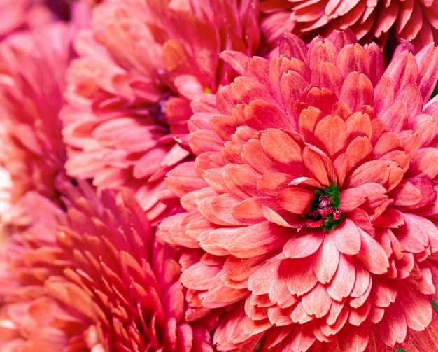 Linda flor de crisântemo magenta (fundo vívido de outono)