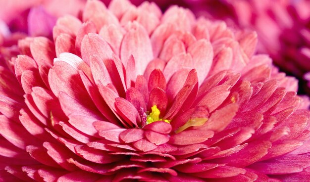 Linda flor de crisântemo magenta (fundo vívido de outono)