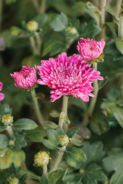 Linda flor de crisântemo rosa closeup