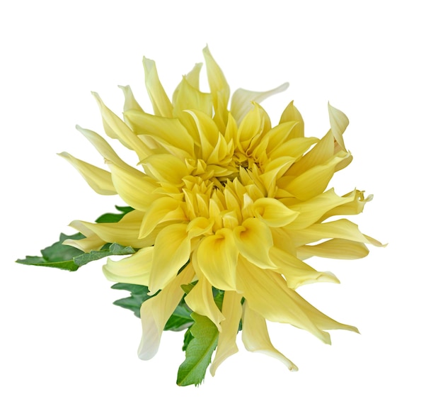 Foto linda flor de dália amarela isolada em um fundo branco
