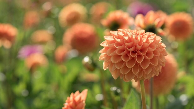 Linda flor de dália no verão no jardim.