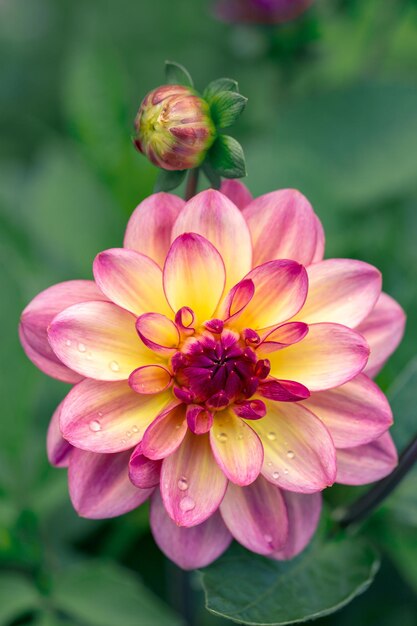 Linda flor de dália rosa Jardinagem flores perenes paisagismo