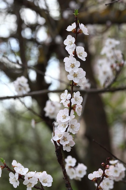 Linda flor de damasco