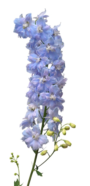 Linda flor de delphinium azul isolada no fundo branco Vista superior plana leiga Objeto padrão floral Conceito de natureza