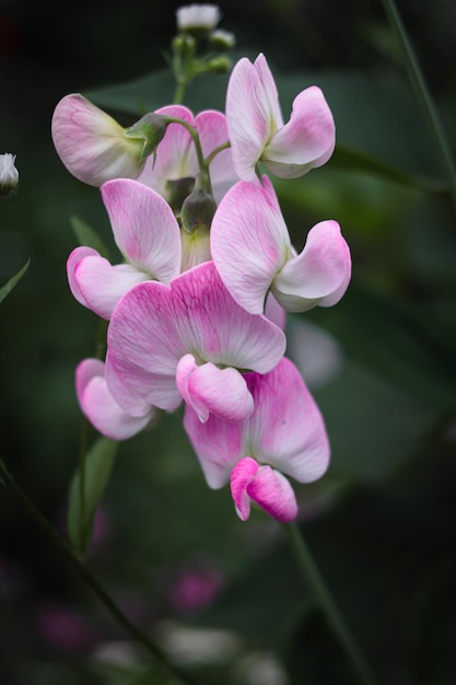 Linda flor de ervilha doce rosa Lathyrus odoratus Flores cor de rosa