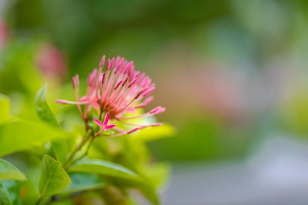 Foto linda flor de espiga rosa vermelha. rei ixora florescendo (xora chinensis. flor de rubiaceae. flores de ixora