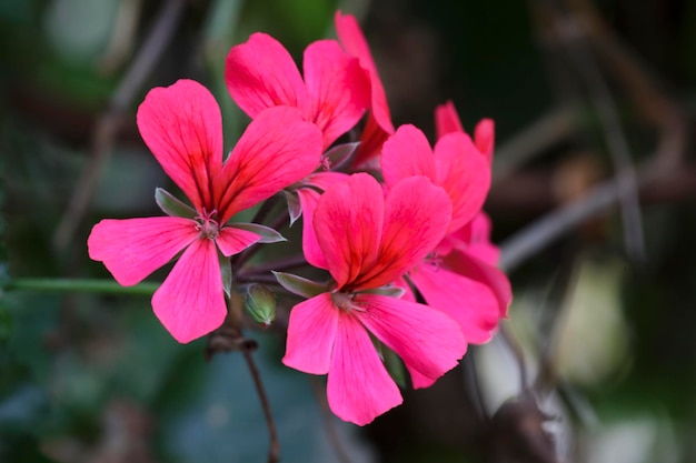 Linda flor de gerânio na natureza