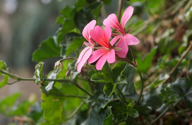 Linda flor de gerânio na natureza