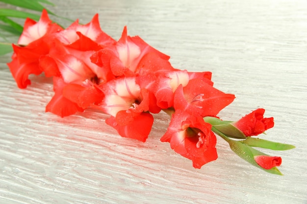 Linda flor de gladíolo de perto