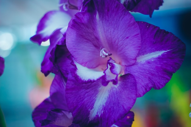 Linda flor de gladíolo em exposição floral. Fundo brilhante floral close-up.