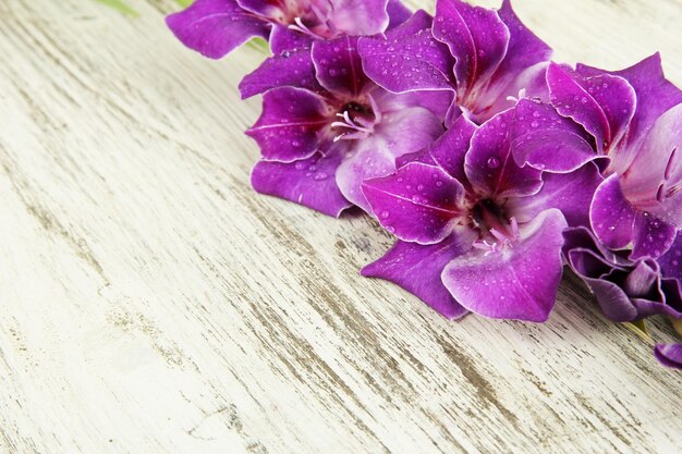 Linda flor de gladíolo em fundo de madeira