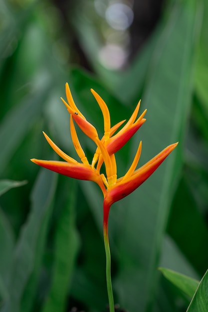 Foto linda flor de helicônia. nomes comuns falsos pássaros-do-paraíso.