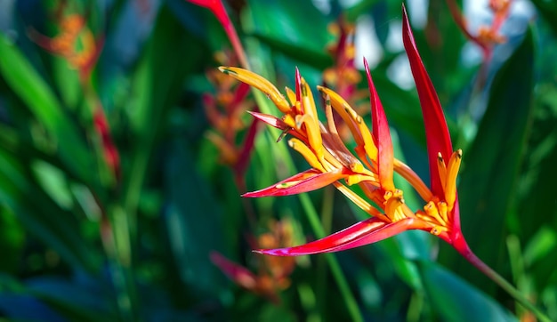 Linda flor de Heliconia sobre fundo de natureza de folha tropical clara e escura