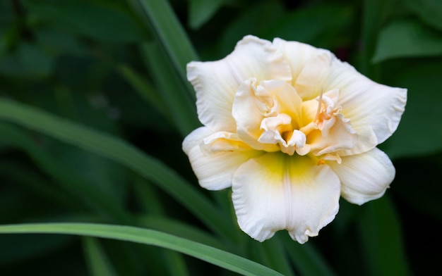 Linda flor de hemerocallis em fundo natural Jardinagem de flores perenes