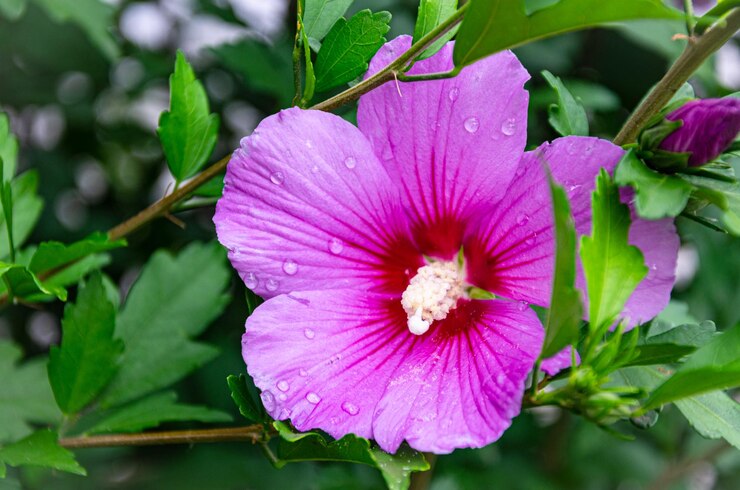 Foto linda flor de hibisco lilás no jardim em um dia de verão após a chuva.