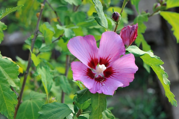 Linda flor de hibisco rosa que floresceu no jardim