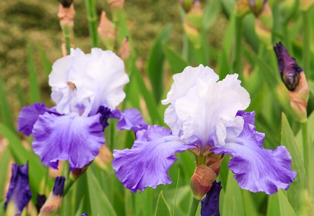 Linda flor de íris azul-violeta em canteiro