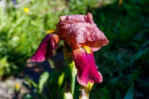 Linda flor de íris em um canteiro de flores no jardim