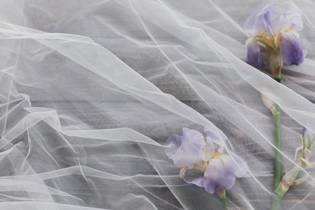 Linda flor de íris macia sob tecido de tule em espaço de cópia de madeira escura Estética da primavera