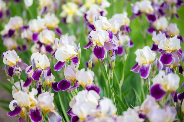 Linda flor de íris multicolorida cresce no jardim