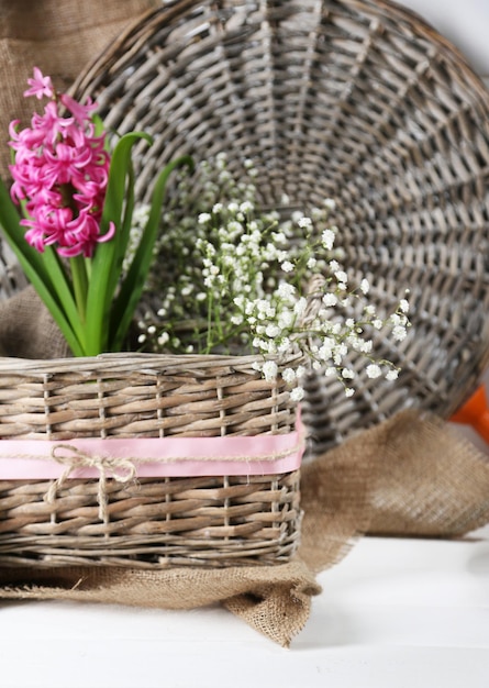 Linda flor de jacinto na cesta de vime, na cor de fundo de madeira